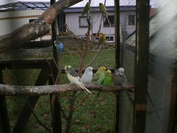 Min hobby  - Nogle af alle mine undulater. billede 16