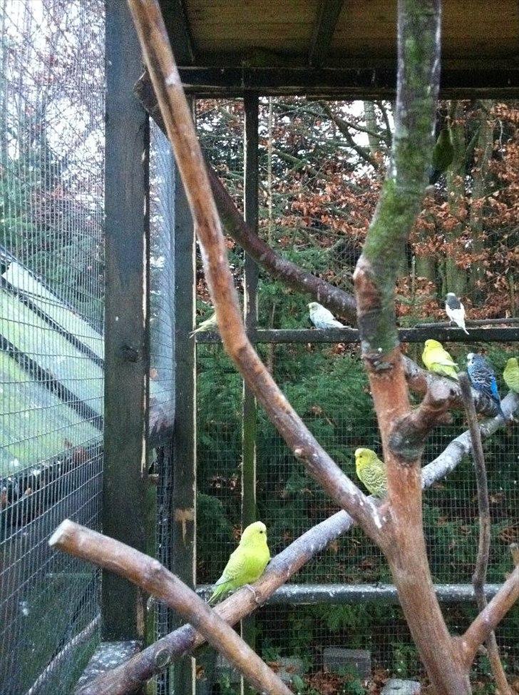 Min hobby  - Nogle af alle De undulater jeg har modtaget i løbet af sommeren. Jeg har et slags modtage hjem for De fleste fugle arter ;) billede 17