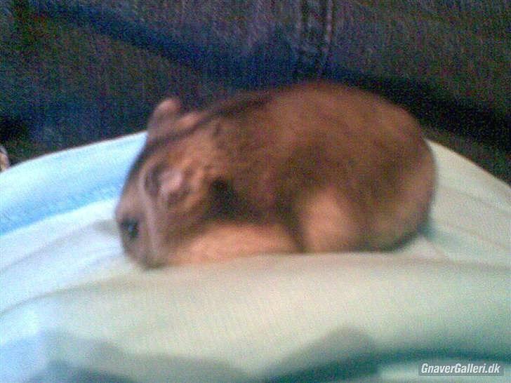 Til minde om Simba <33 billede 1