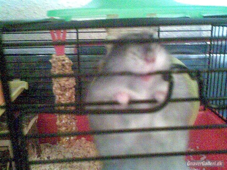 Til minde om Simba <33 billede 2