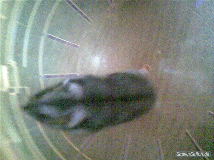 Til minde om Simba <33 billede 3