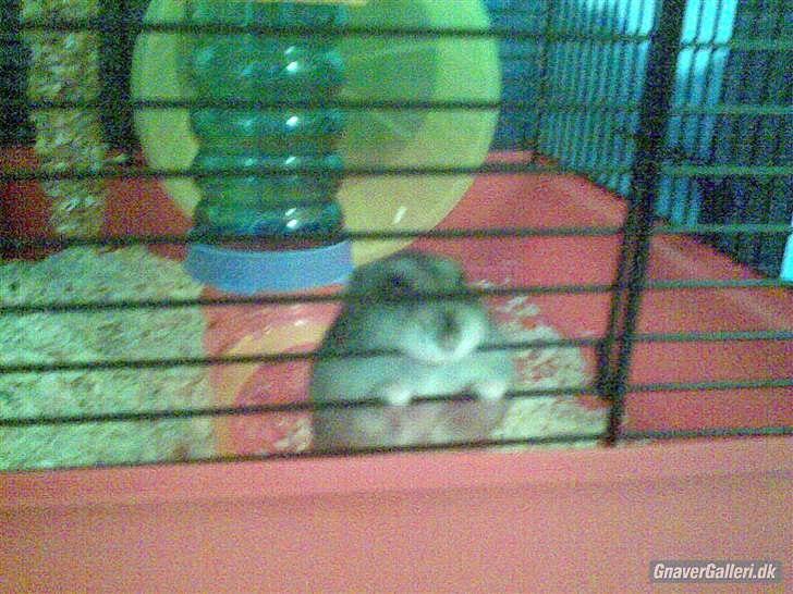 Til minde om Simba <33 billede 4