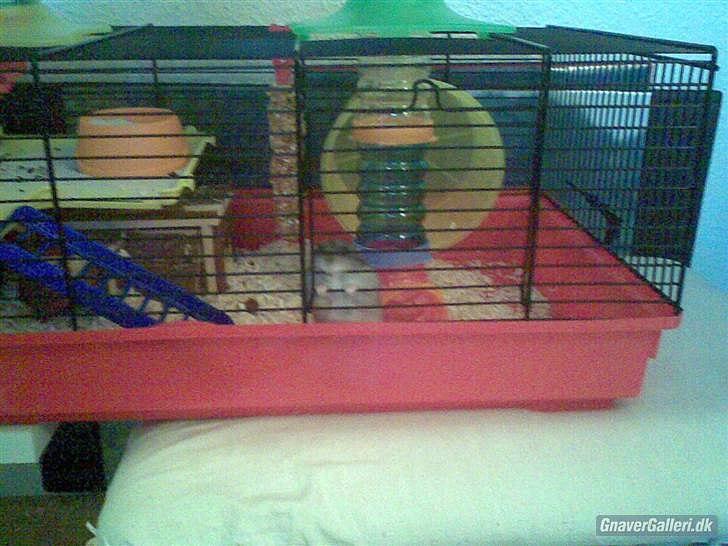 Til minde om Simba <33 billede 5