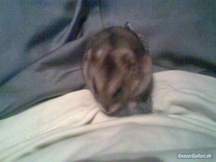 Til minde om Simba <33 billede 6