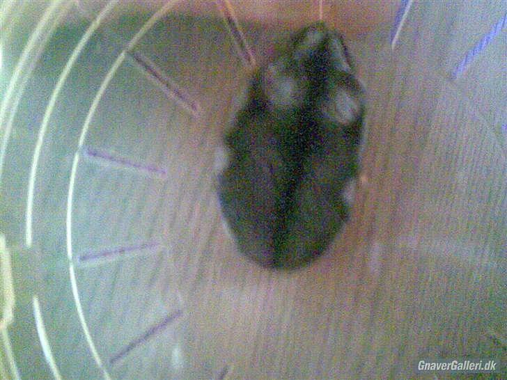 Til minde om Simba <33 billede 7