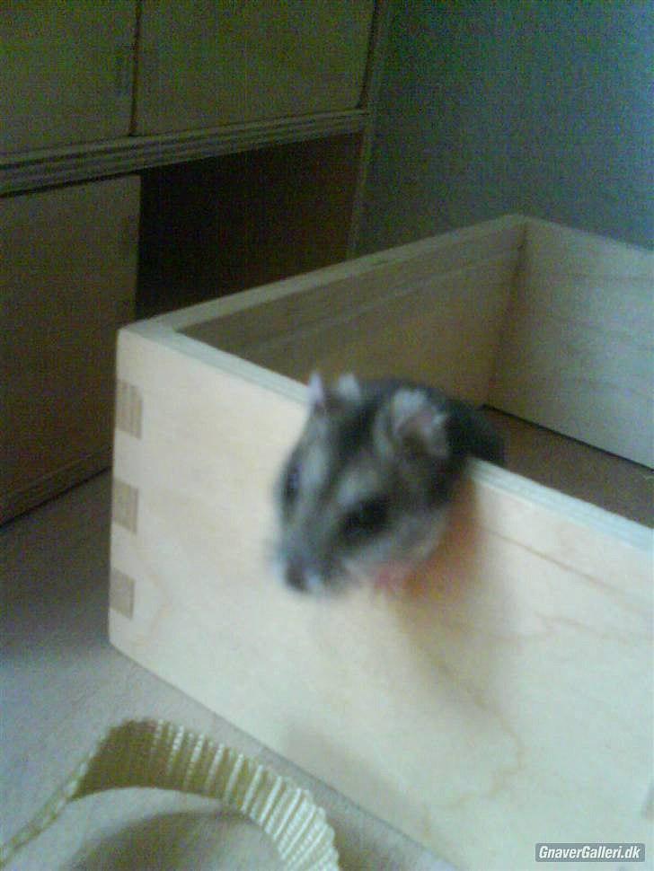 Til minde om Simba <33 billede 8