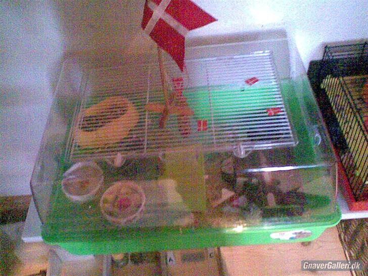 Til minde om Simba <33 billede 9