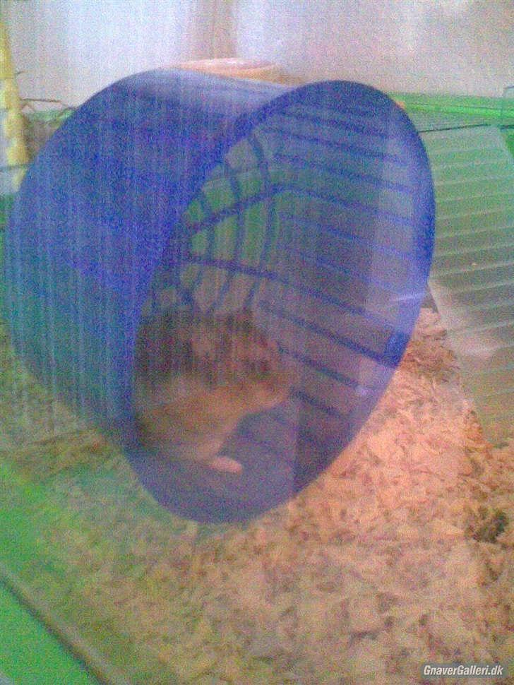 Til minde om Simba <33 billede 10