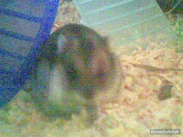 Til minde om Simba <33 billede 12