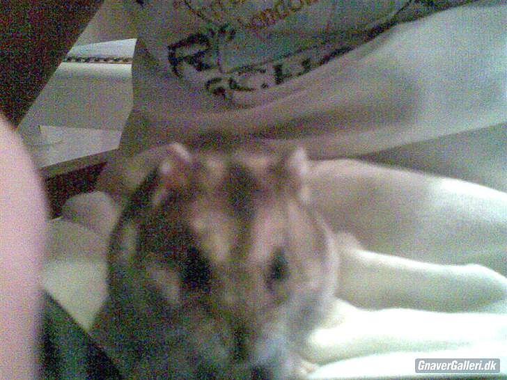 Til minde om Simba <33 billede 13