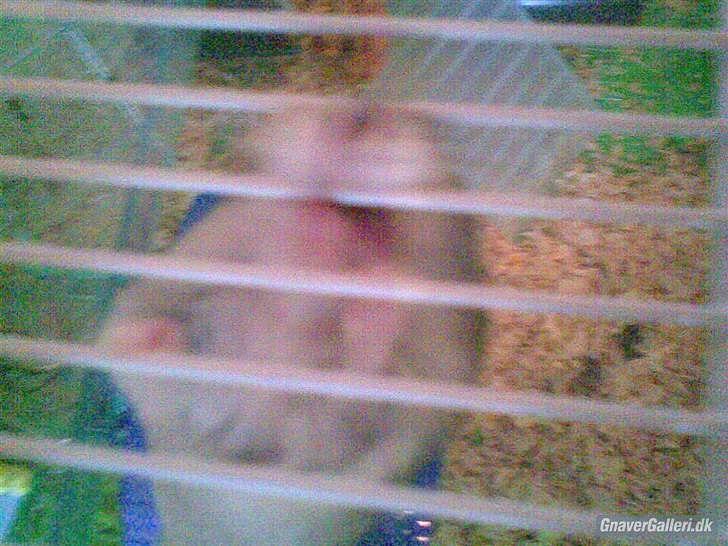 Til minde om Simba <33 billede 14