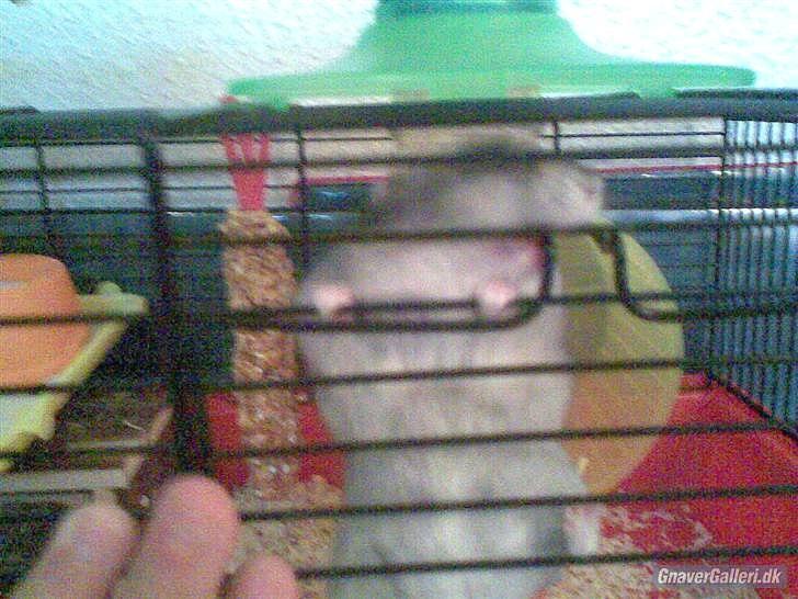 Til minde om Simba <33 billede 15