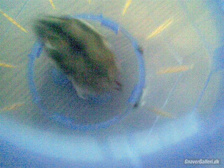 Til minde om Simba <33 billede 16