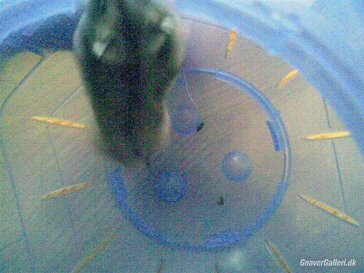 Til minde om Simba <33 billede 17