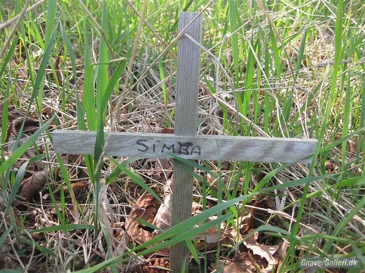 Til minde om Simba <33 billede 18