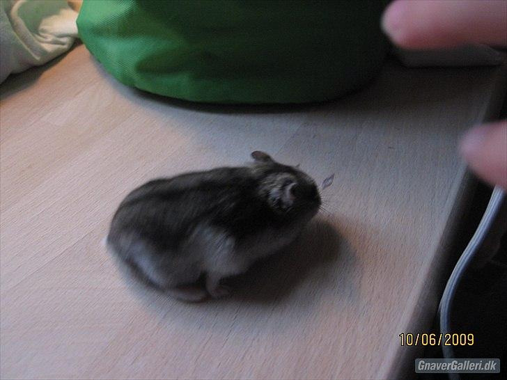 Til minde om Simba <33 billede 19