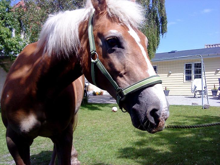 {{currentPhoto.altText}} billede {{currentPhoto.number}}