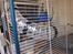 Degu stalden/rummet