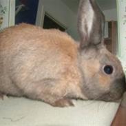 Søde hamster og kaniner