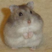 Søde hamster og kaniner