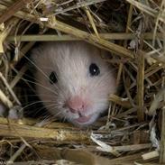 Søde hamster og kaniner