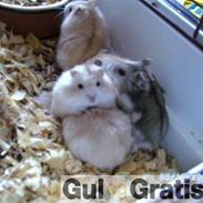 Søde hamster og kaniner