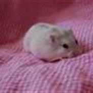 Søde hamster og kaniner