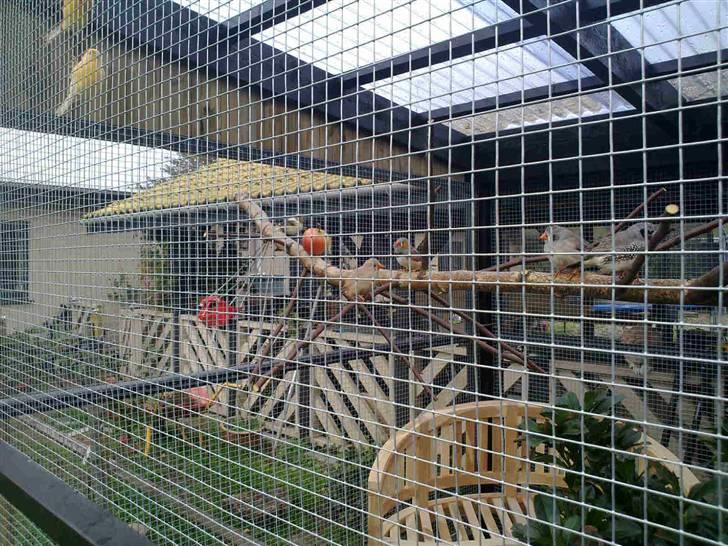 Vores voliere billede 10