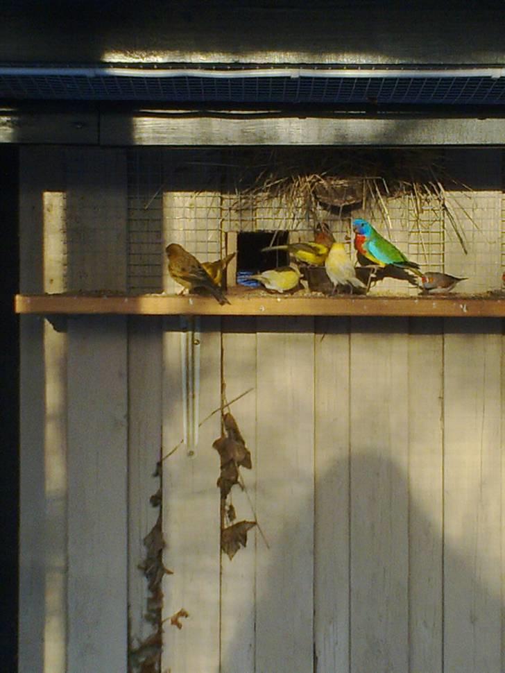 Vores voliere billede 11