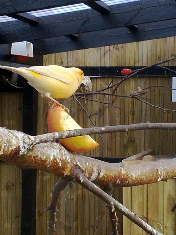 Vores voliere billede 12