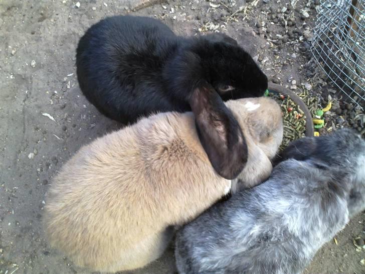 Vores voliere - Lilly, Zeus og Hr. Rosa går fint i spænd. Wilhelm som ikke er med på billedet er mere forsigtig billede 13