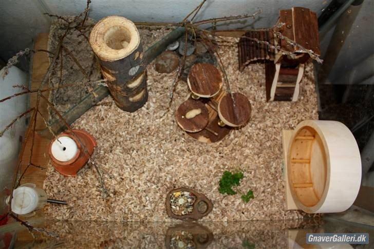 Min dværghamstere billede 2