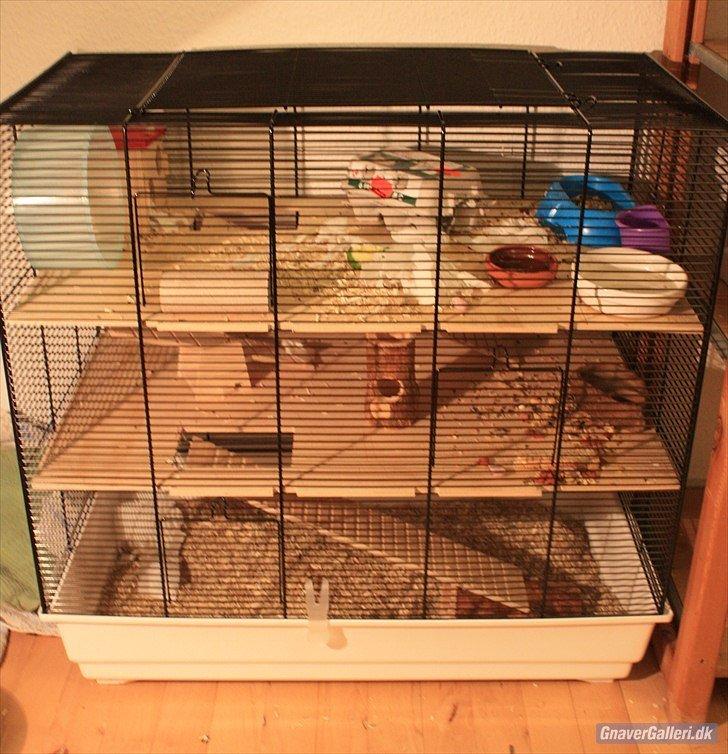 Min dværghamstere billede 3