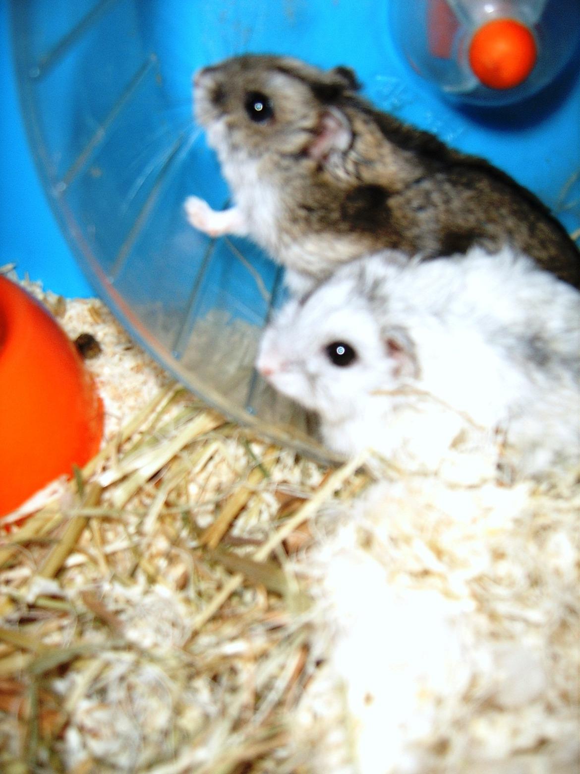 Min dværghamstere billede 4