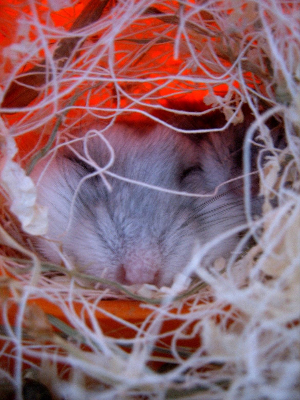 Min dværghamstere billede 5