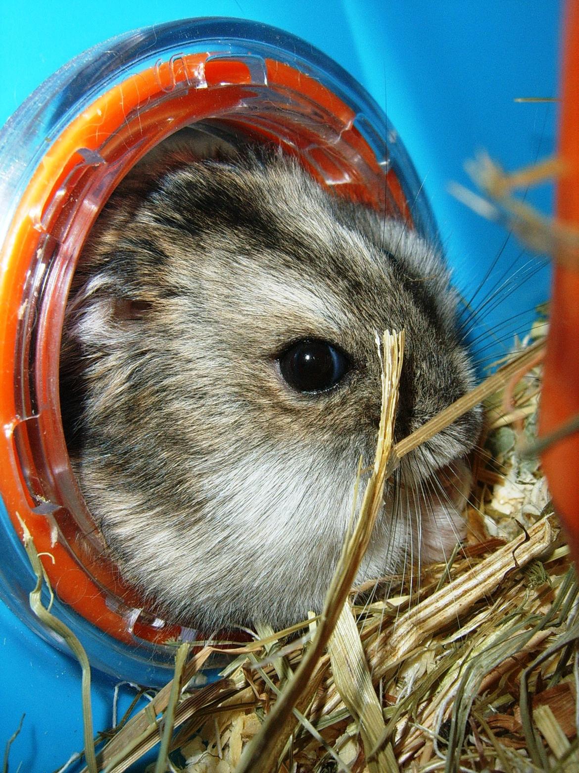 Min dværghamstere billede 6