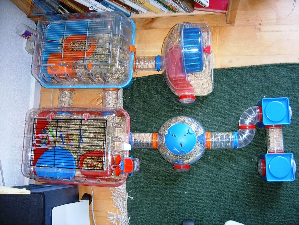 Min dværghamstere billede 7