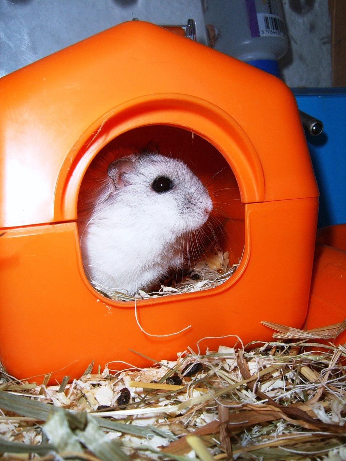 Min dværghamstere billede 8