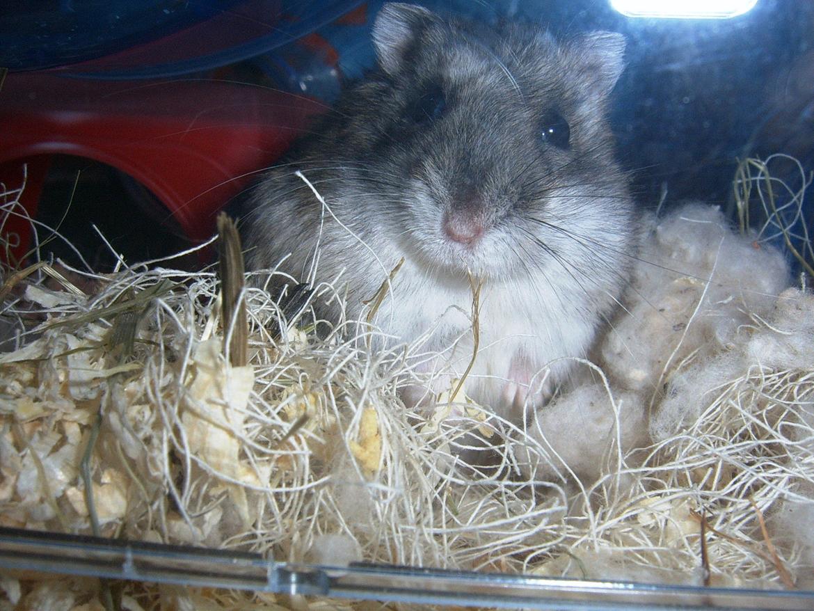 Min dværghamstere billede 9