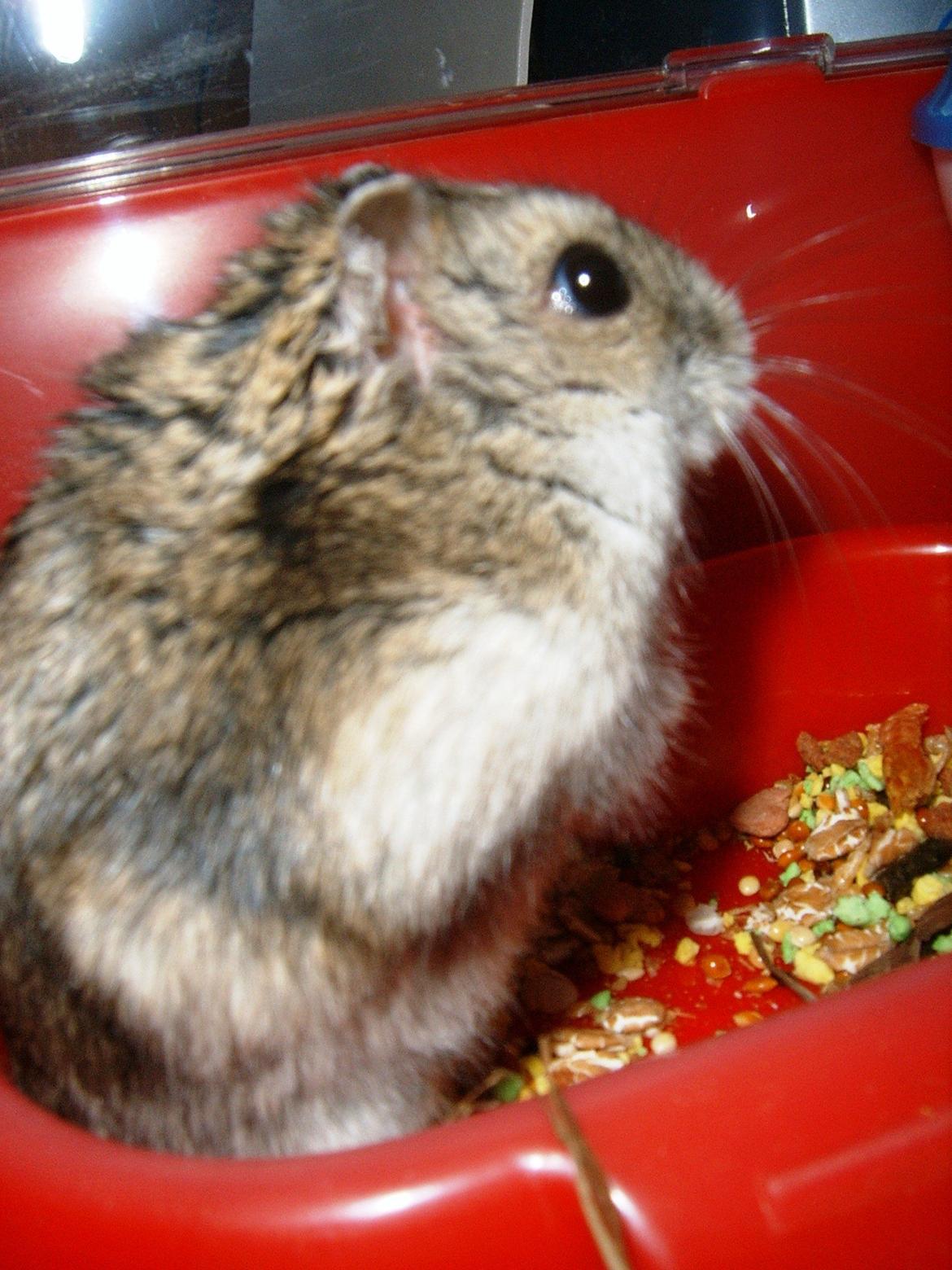 Min dværghamstere billede 10