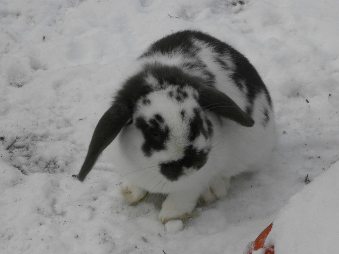 Dyr i sneen ;b billede 1