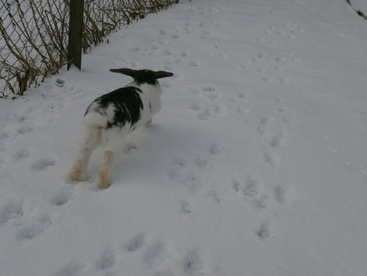 Dyr i sneen ;b billede 2