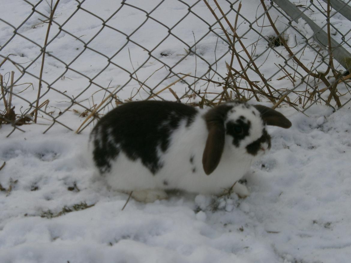 Dyr i sneen ;b billede 3