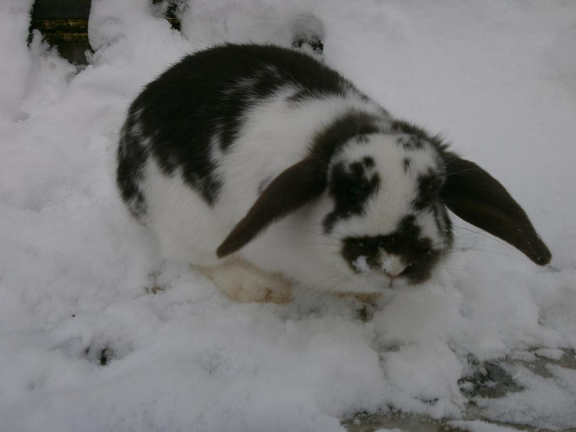 Dyr i sneen ;b billede 4