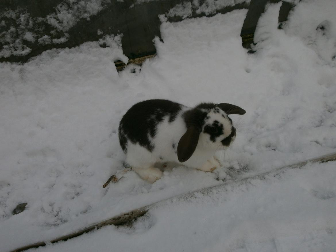 Dyr i sneen ;b billede 5