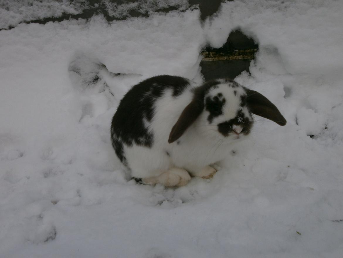 Dyr i sneen ;b billede 6