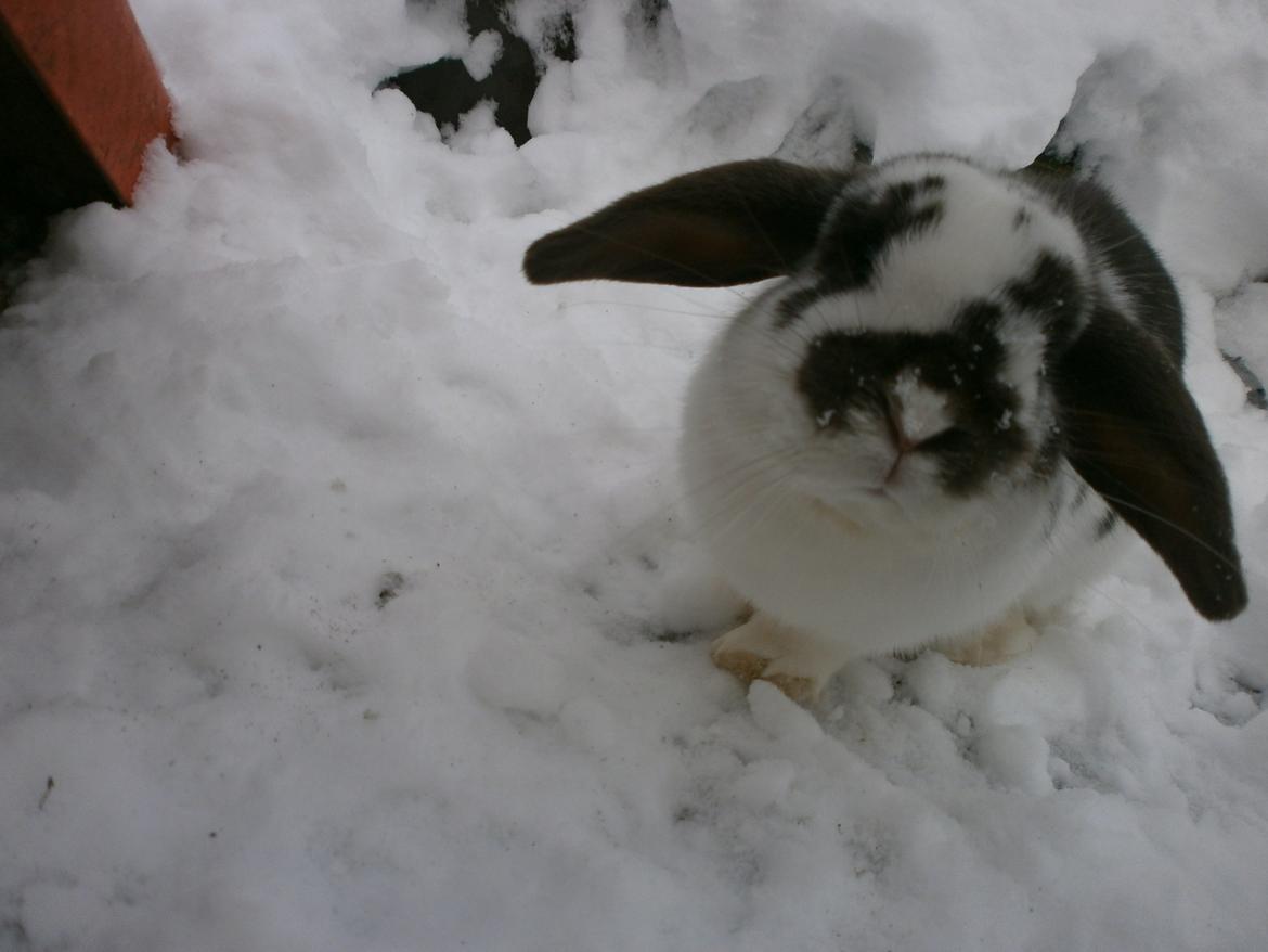 Dyr i sneen ;b billede 7