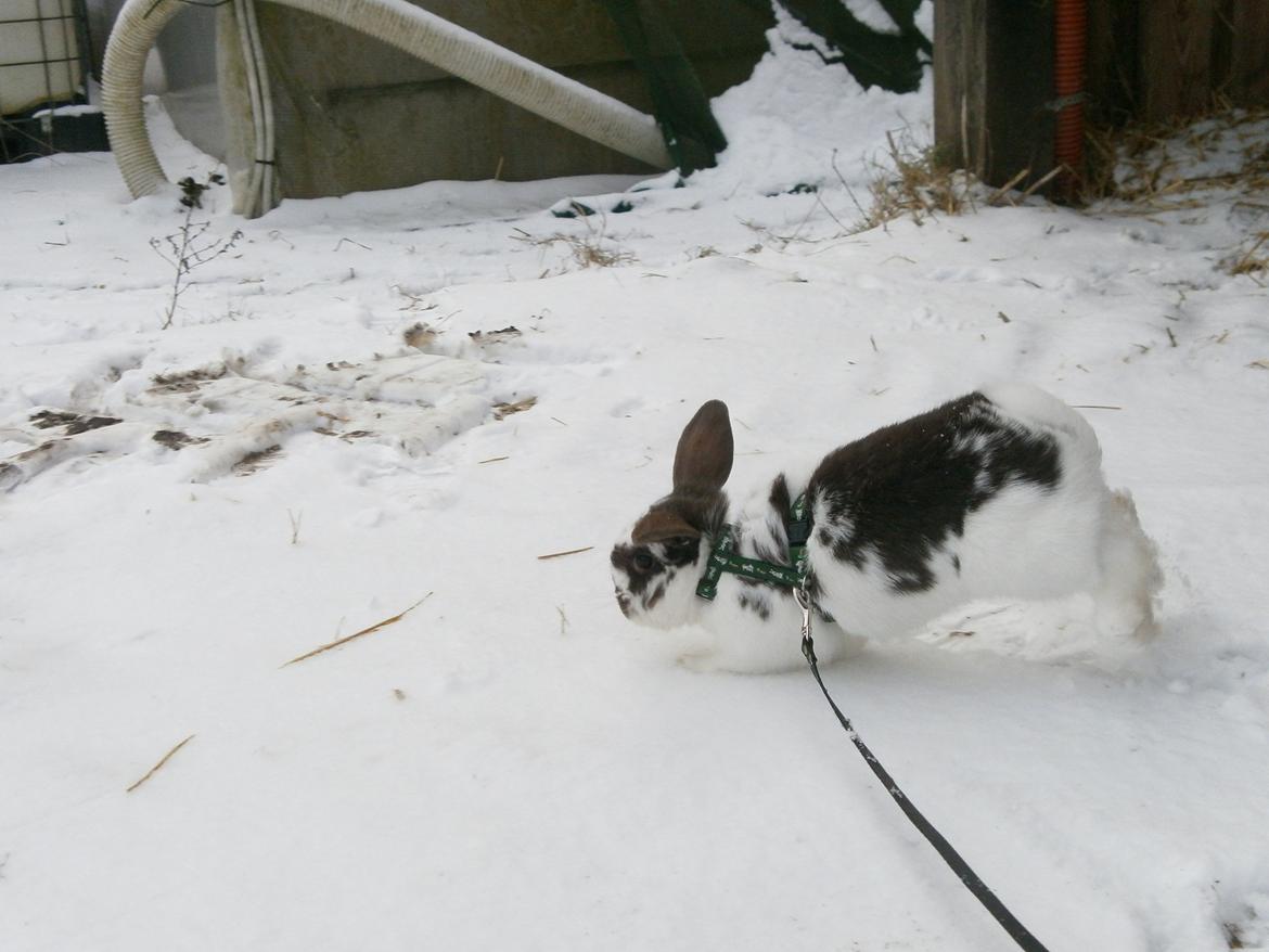 Dyr i sneen ;b billede 8