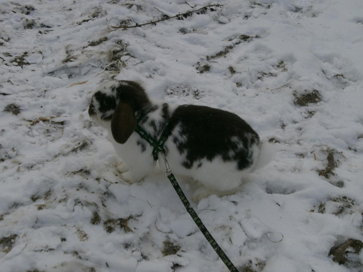 Dyr i sneen ;b billede 9