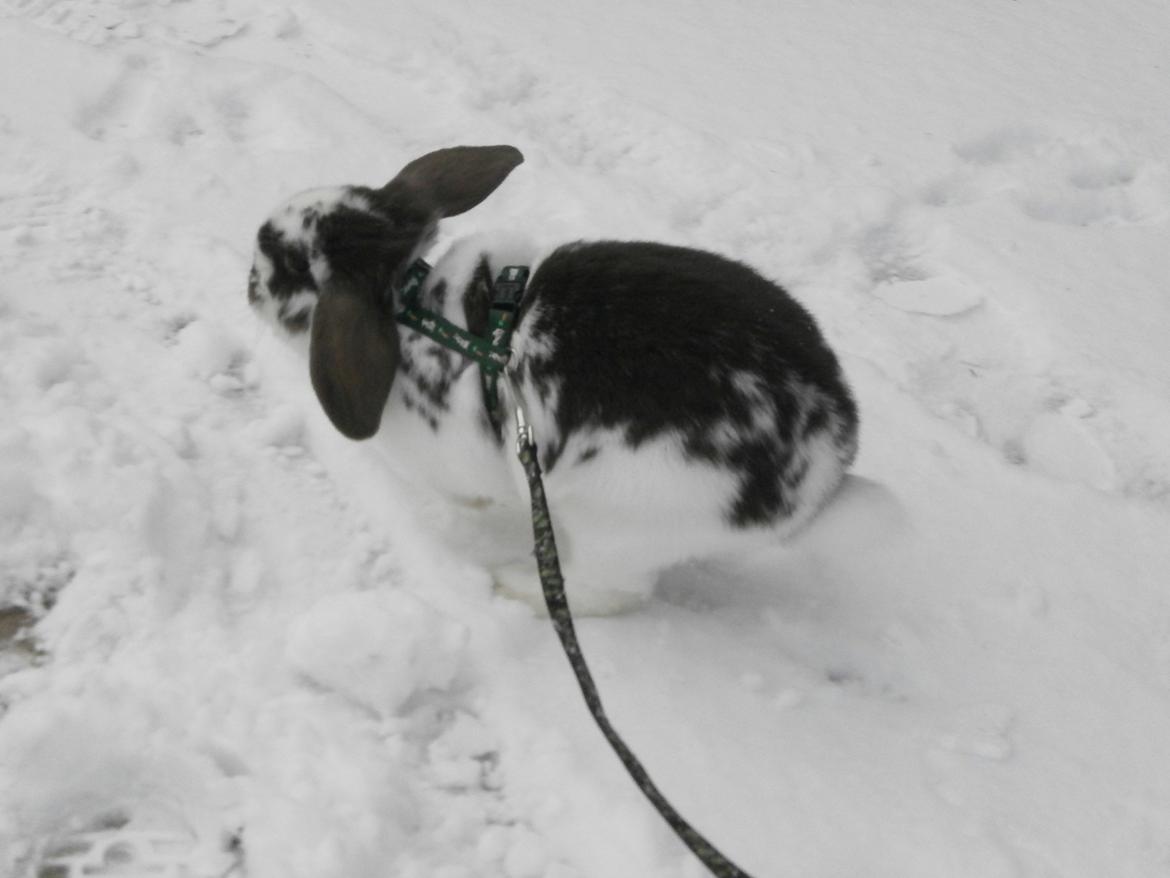 Dyr i sneen ;b billede 10